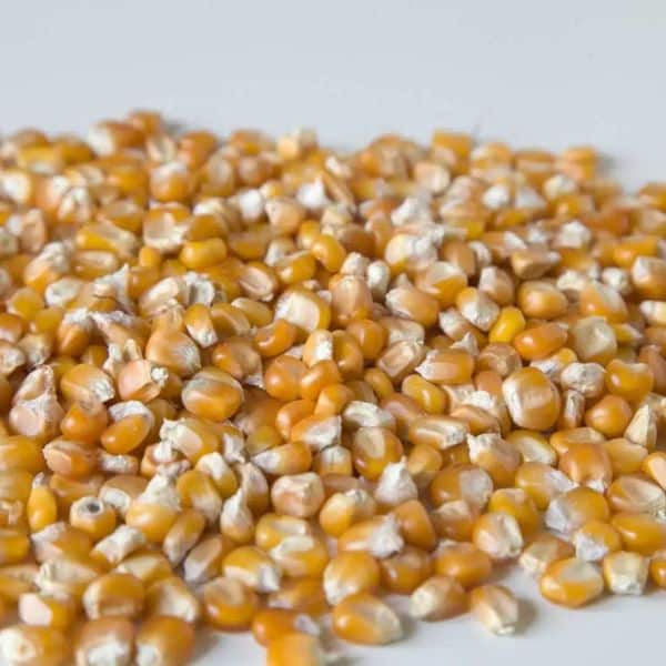 Blat de les Índies groc