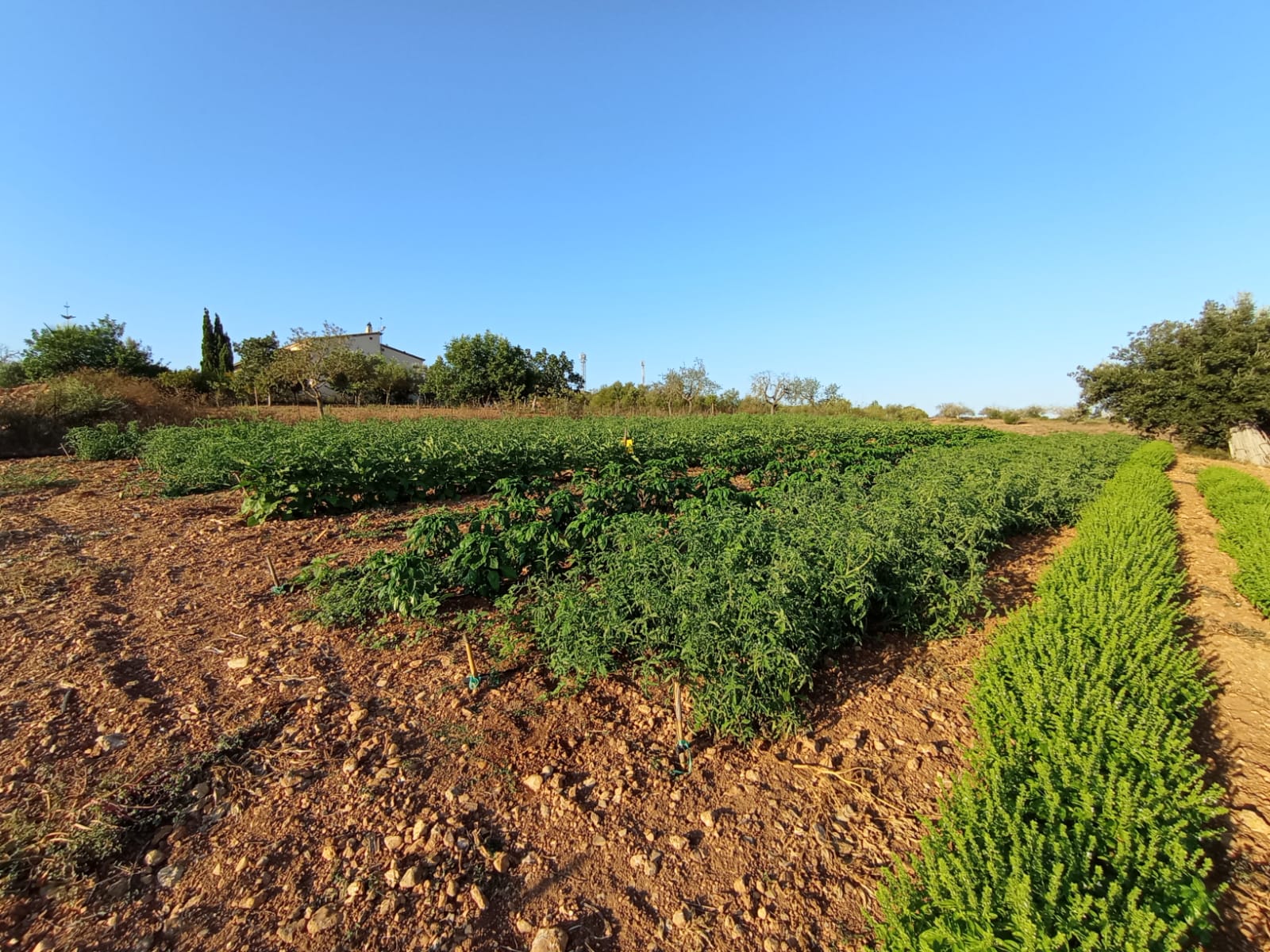 Blog - Varietats Locals Variedades Locales