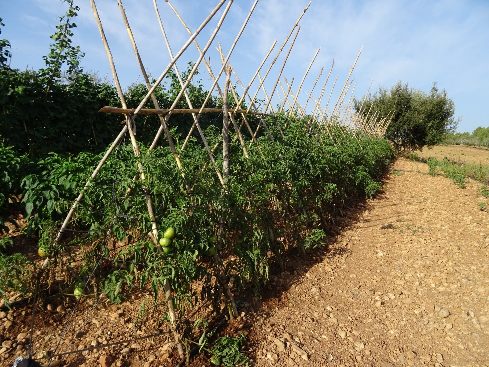 Blog - Varietats Locals Sembres i trasplants de cultius d'estiu