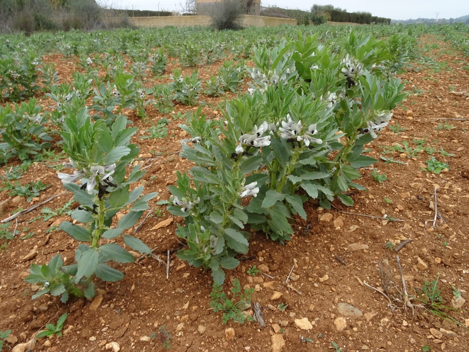 Blog - Varietats Locals Rotació de cultius amb varietats locals