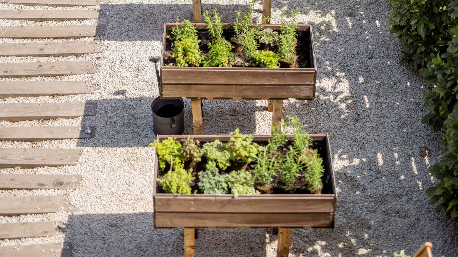 Hort a casa: guia completa amb varietats locals - Varietats Locals Taules de conreu