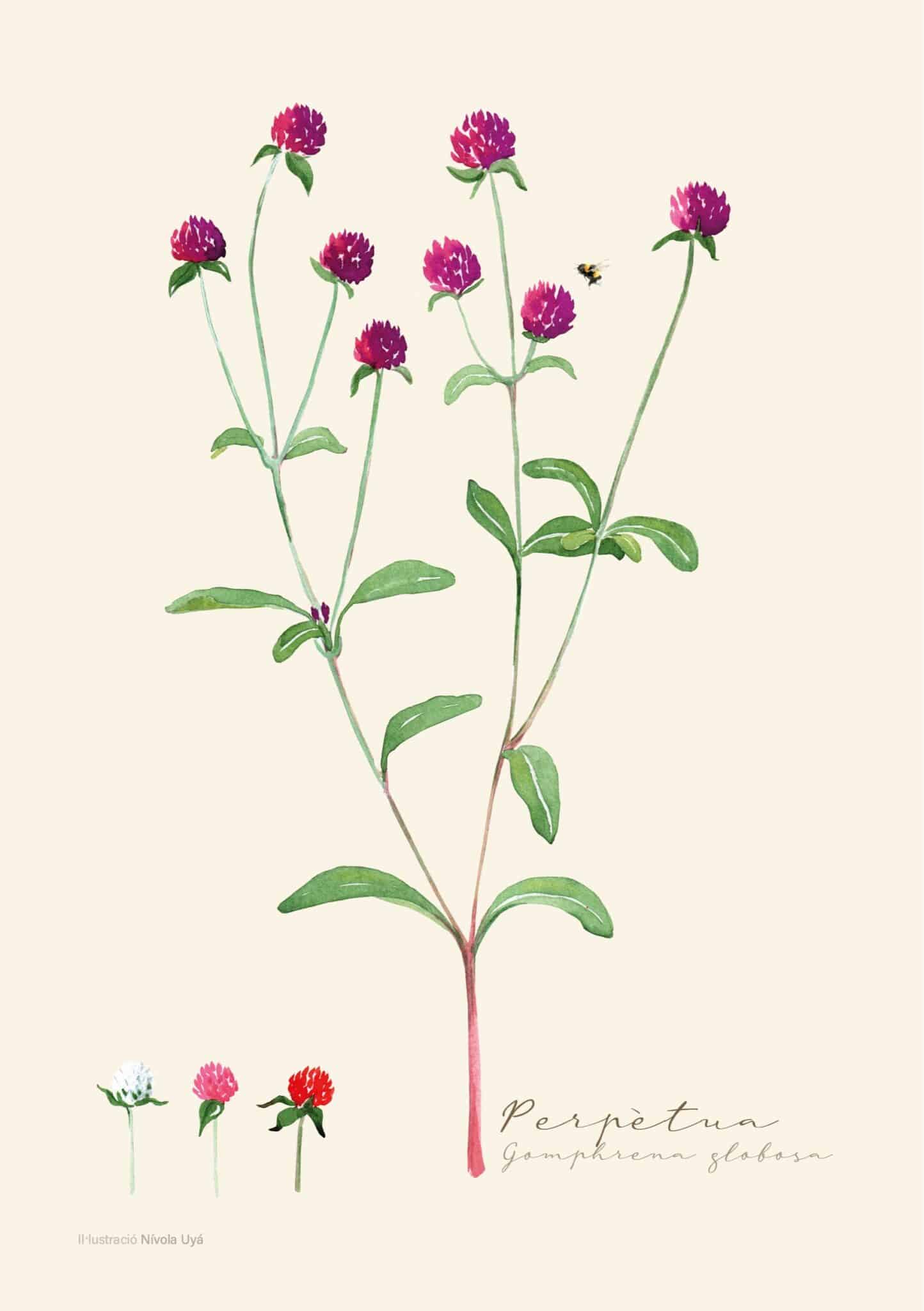 Disseny sense titol 4 scaled