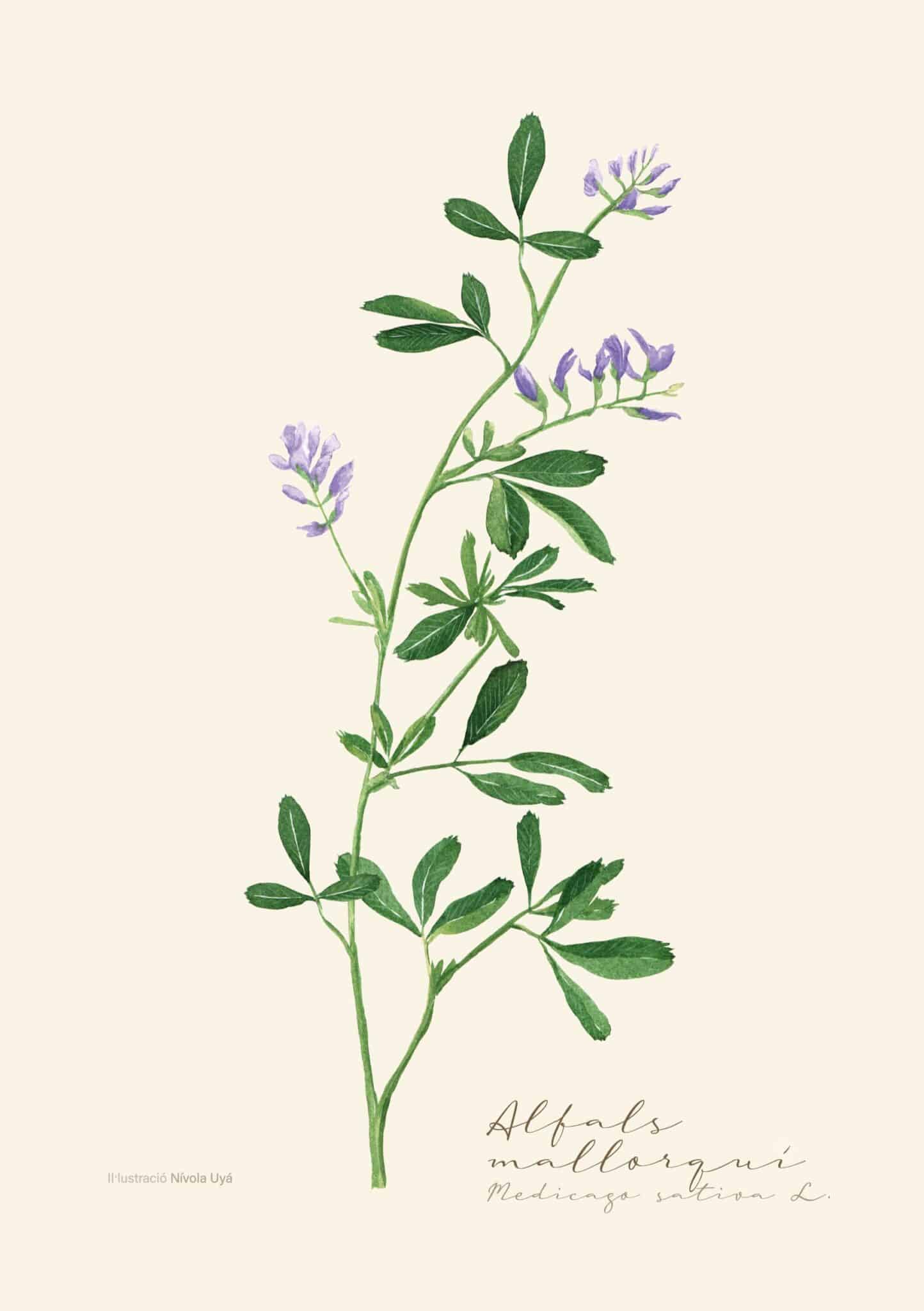 Disseny sense titol 6 1 scaled