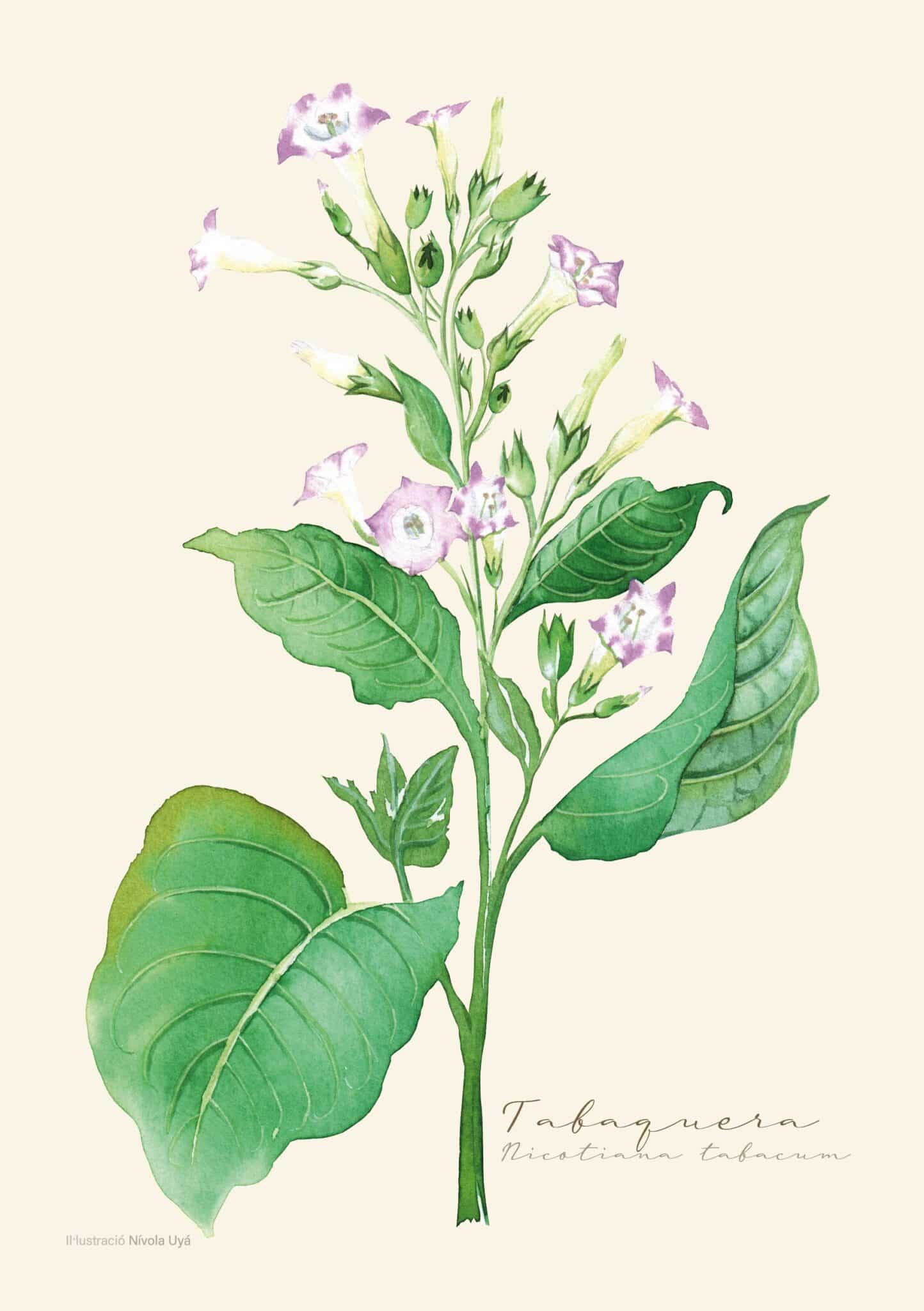 Disseny sense titol scaled