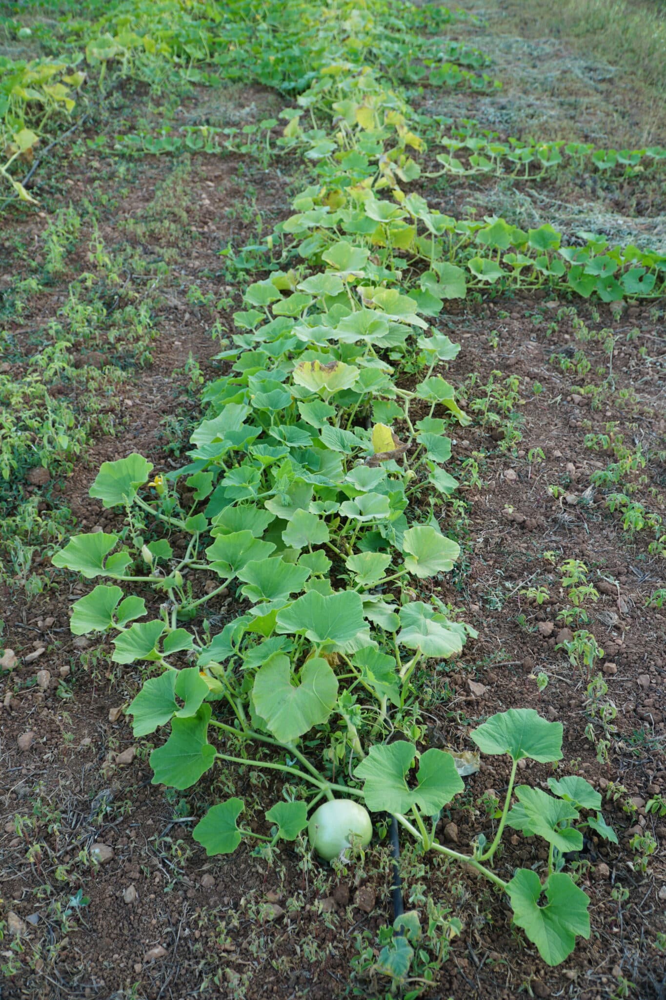 Siembra directa 4 scaled