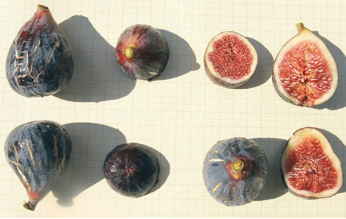 Albacor de molla vermella