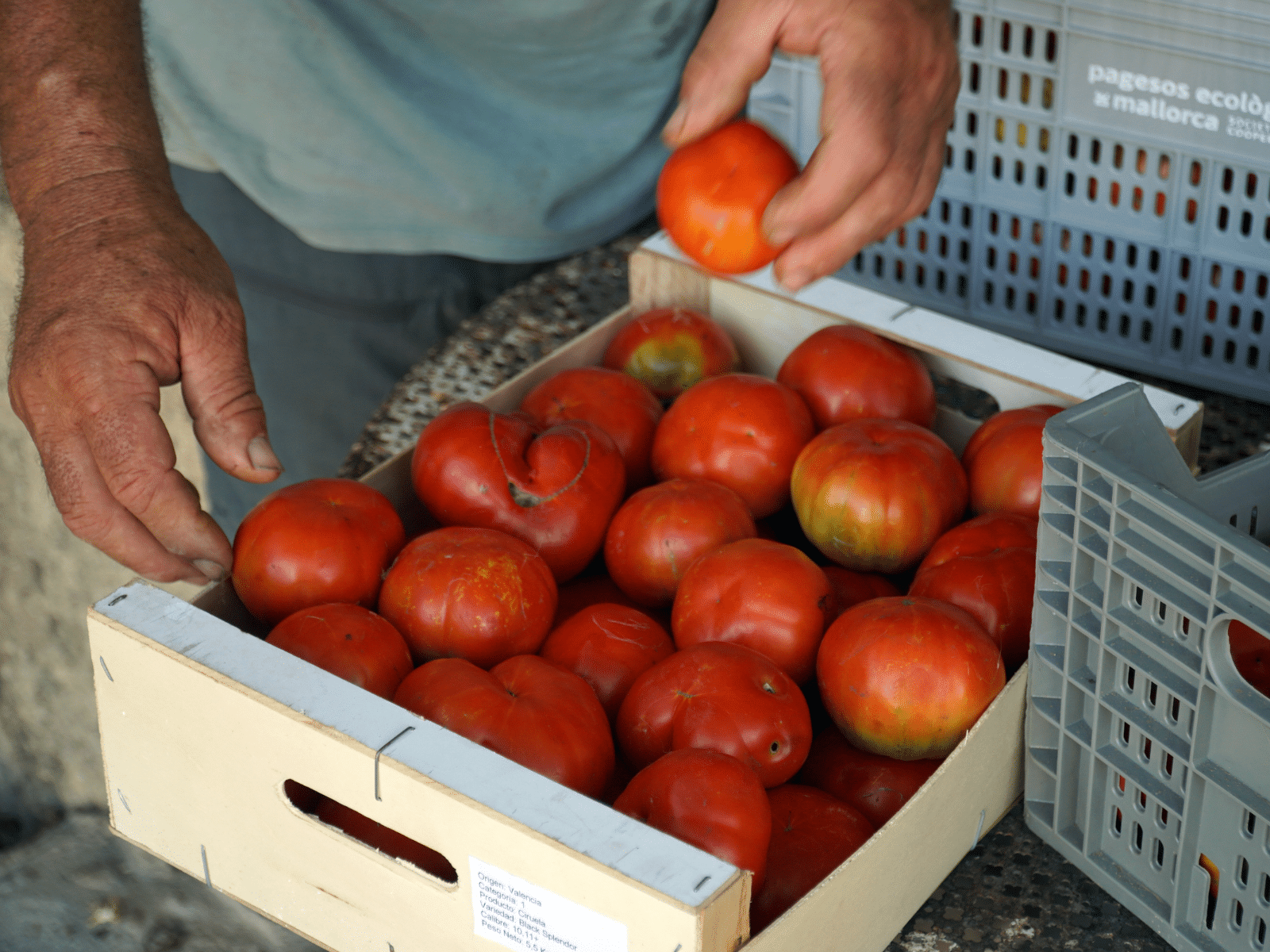 The ramellet tomato and other local tomatoes 2