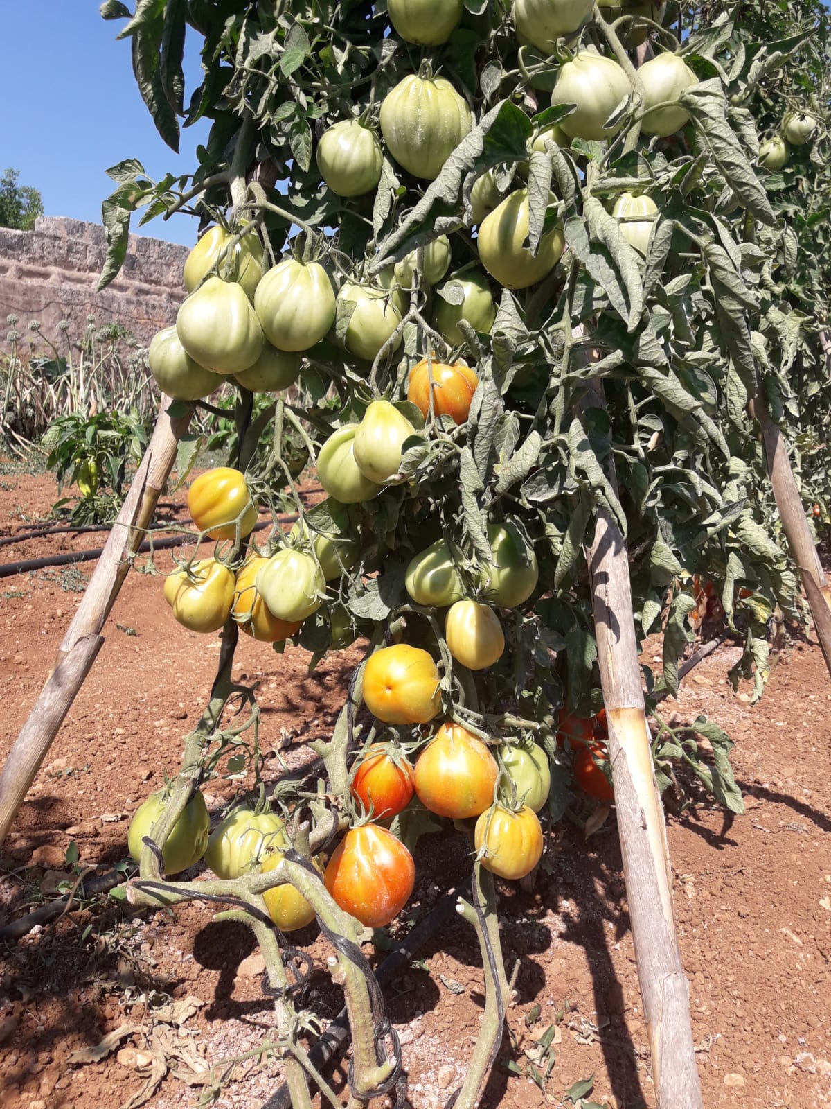 Biel Sureda bulb tomato 2
